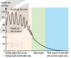 hinh-anh-bai-10-tuan-hoan-o-dong-vat-12076-6