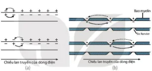 hinh-anh-bai-17-cam-ung-o-dong-vat-12865-6