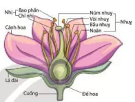 hinh-anh-bai-25-sinh-san-o-thuc-vat-12894-6