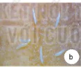 hinh-anh-bai-16-mot-so-sau-hai-cay-trong-thuong-gap-va-bien-phap-phong-tru-13306-17