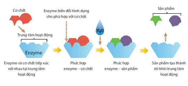 hinh-anh-bai-5-khai-quat-ve-cong-nghe-enzyme-13226-6