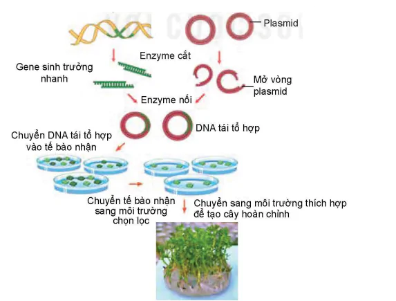 hinh-anh-bai-2-cong-nghe-sinh-hoc-trong-chon-tao-va-nhan-giong-cay-lam-nghiep-13980-6