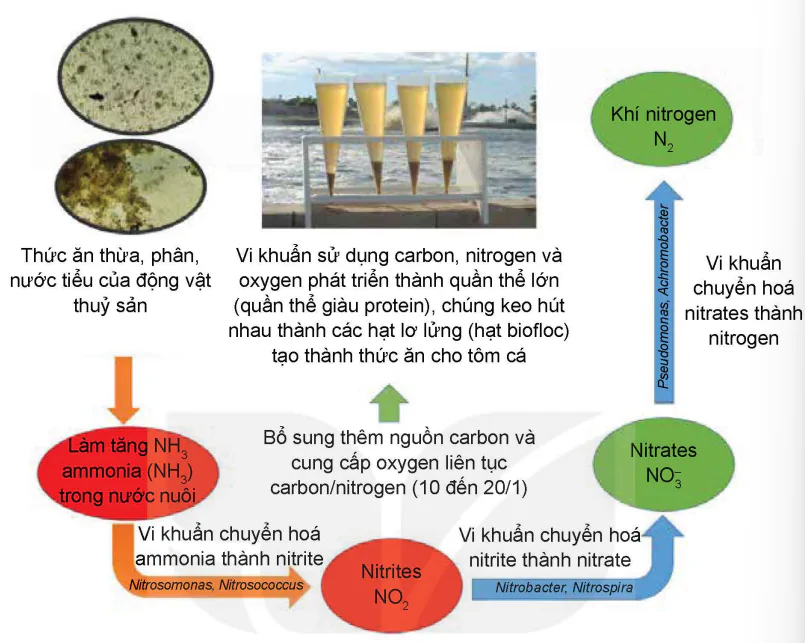 hinh-anh-bai-9-ung-dung-cong-nghe-sinh-hoc-trong-quan-li-moi-truong-nuoc-nuoi-thuy-san-13987-6
