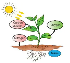 hinh-anh-bai-11-oxygen-khong-khi-7800-6