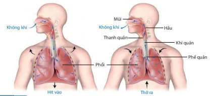 hinh-anh-bai-28-trao-doi-khi-o-sinh-vat-8207-7