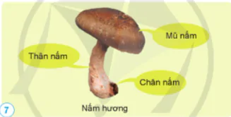 hinh-anh-bai-15-nam-va-mot-so-nam-duoc-dung-lam-thuc-an-10841-6