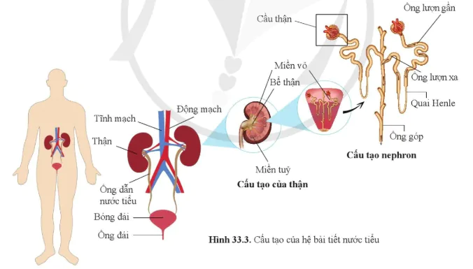 hinh-anh-bai-33-moi-truong-trong-co-the-va-he-bai-tiet-o-nguoi-10907-10