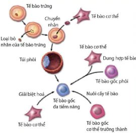 hinh-anh-bai-19-cong-nghe-te-bao-12860-4