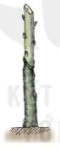 hinh-anh-bai-14-thuc-hanh-nhan-giong-cay-an-qua-bang-phuong-phap-ghep-13276-7