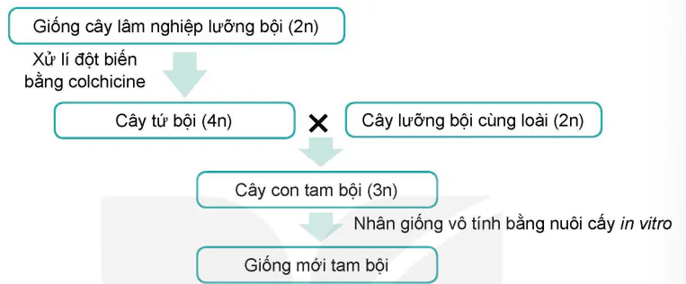hinh-anh-bai-2-cong-nghe-sinh-hoc-trong-chon-tao-va-nhan-giong-cay-lam-nghiep-13980-7