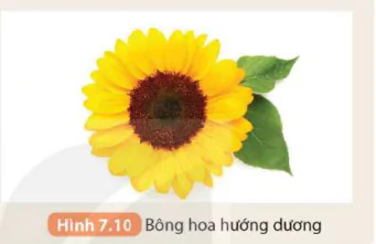 hinh-anh-bai-7-lang-kinh-5710-8