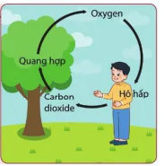 hinh-anh-bai-7-oxygen-va-khong-khi-10260-8