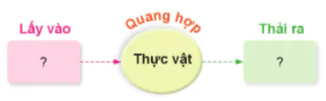 hinh-anh-bai-13-nhu-cau-song-cua-thuc-vat-va-cham-soc-cay-trong-10837-8