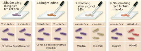hinh-anh-bai-20-su-da-dang-va-phuong-phap-nghien-cuu-vi-sinh-vat-12862-11