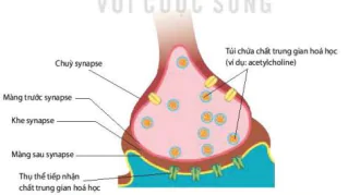 hinh-anh-bai-17-cam-ung-o-dong-vat-12865-8