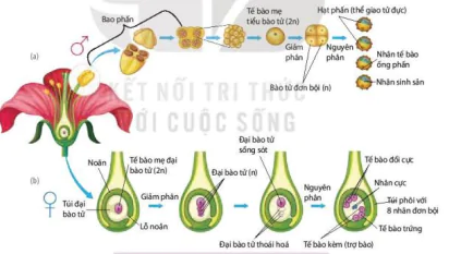 hinh-anh-bai-25-sinh-san-o-thuc-vat-12894-8