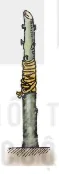 hinh-anh-bai-14-thuc-hanh-nhan-giong-cay-an-qua-bang-phuong-phap-ghep-13276-8