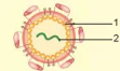 hinh-anh-bai-29-virus-7936-7