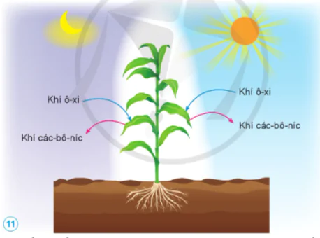 hinh-anh-bai-13-nhu-cau-song-cua-thuc-vat-va-cham-soc-cay-trong-10837-9