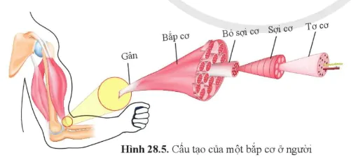 hinh-anh-bai-28-he-van-dong-o-nguoi-10852-11