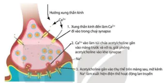 hinh-anh-bai-17-cam-ung-o-dong-vat-12865-9
