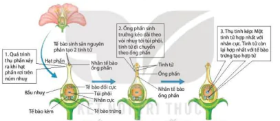 hinh-anh-bai-25-sinh-san-o-thuc-vat-12894-9