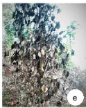 hinh-anh-bai-15-sau-benh-hai-cay-trong-va-y-nghia-cua-viec-phong-tru-13288-9