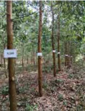 hinh-anh-bai-2-cong-nghe-sinh-hoc-trong-chon-tao-va-nhan-giong-cay-lam-nghiep-13980-9