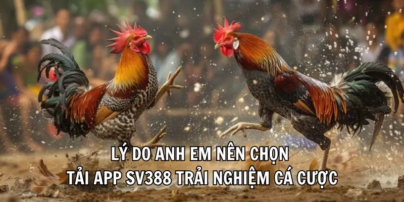 hinh-anh-tai-app-sv388-tan-huong-dam-me-ca-cuoc-khong-gioi-han-365-2